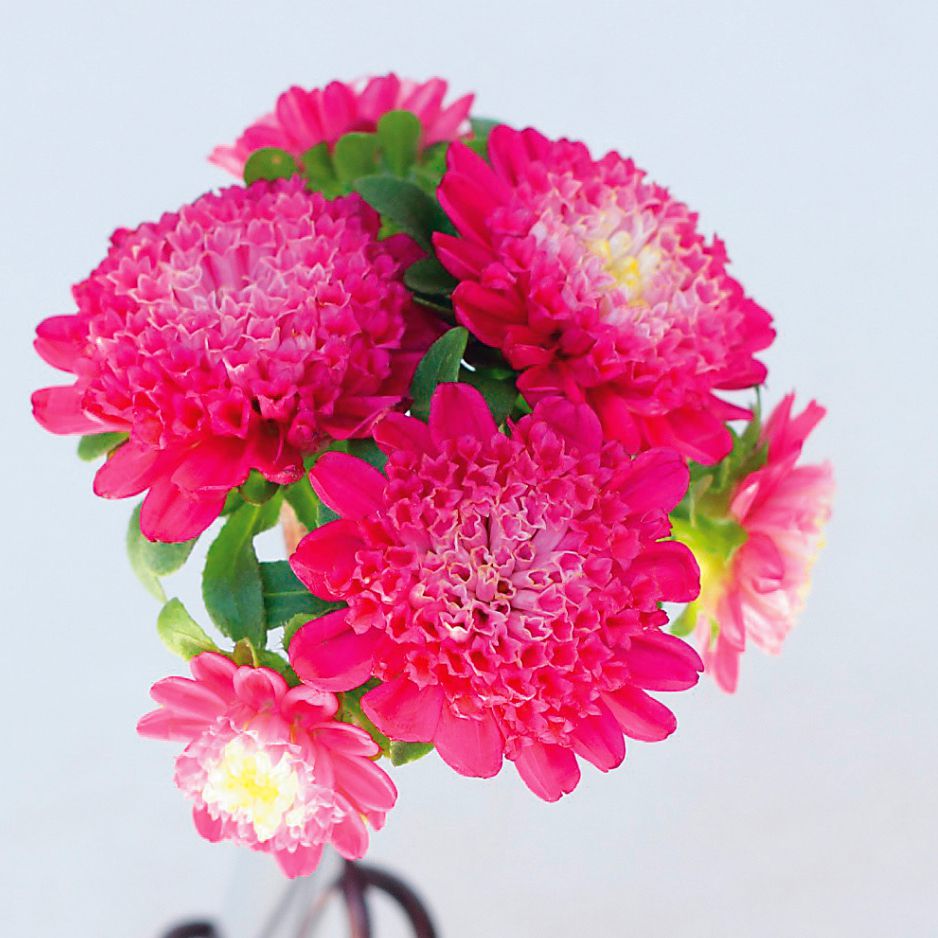 対馬寒蘭 Yahoo!オークション -「寒蘭 対馬」の落札相場・落札価格